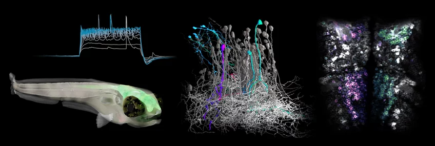 Curious about working at the interface of connectomics, electrophysiology and decision making in larval zebrafish? Reach out to <a href="/GregorFPS/">Gregor Schuhknecht</a> who is starting his lab <a href="/MpiBrain/">MPI for Brain Research</a> in September!