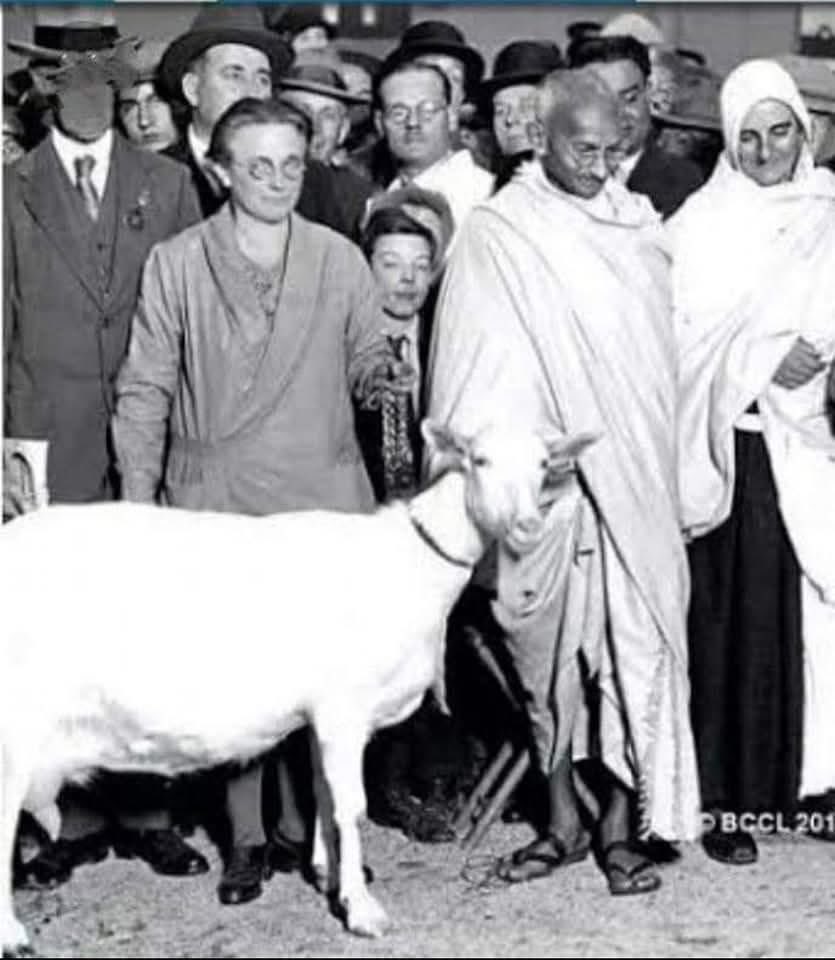 मोहनदास करमचन्द  गांधी जब अहिंसा के पुजारी थे ,तो उन्होंने ईद पर बकरों की कुर्बानी व हिंसा के विरोध में अनशन क्यों नहीं किया.?🤔🤔🤔