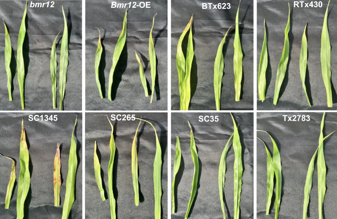 Plant Direct Journal (@plantdirectj) on Twitter photo Employing Spectral Features to Accelerate Sorghum Phenotyping Against Sap-Feeding Aphids (Kumar Shrestha, Kantilata Thapa, et al) doi.org/10.1002/pld3.7… <a href="/ASPB/">ASPB</a> @Wileyplantsci <a href="/SEBiology/">SEB @sebiology.bsky.social</a> #PlantSci <a href="/KS952gene/">Kumar Shrestha</a> <a href="/UNLEntomology/">Nebraska Entomology</a> <a href="/IANRGlobal/">Global Ag & Natural Resources at Nebraska</a> <a href="/UNLincoln/">University of Nebraska-Lincoln</a> <a href="/szintri/">James Schnable</a> <a href="/kantilata_thapa/">Kantilata Thapa</a> Employing Spectral Features to Accelerate Sorghum Phenotyping Against Sap-Feeding Aphids (Kumar Shrestha, Kantilata Thapa, et al) doi.org/10.1002/pld3.7… <a href="/ASPB/">ASPB</a> @Wileyplantsci <a href="/SEBiology/">SEB @sebiology.bsky.social</a> #PlantSci <a href="/KS952gene/">Kumar Shrestha</a> <a href="/UNLEntomology/">Nebraska Entomology</a> <a href="/IANRGlobal/">Global Ag & Natural Resources at Nebraska</a> <a href="/UNLincoln/">University of Nebraska-Lincoln</a> <a href="/szintri/">James Schnable</a> <a href="/kantilata_thapa/">Kantilata Thapa</a>