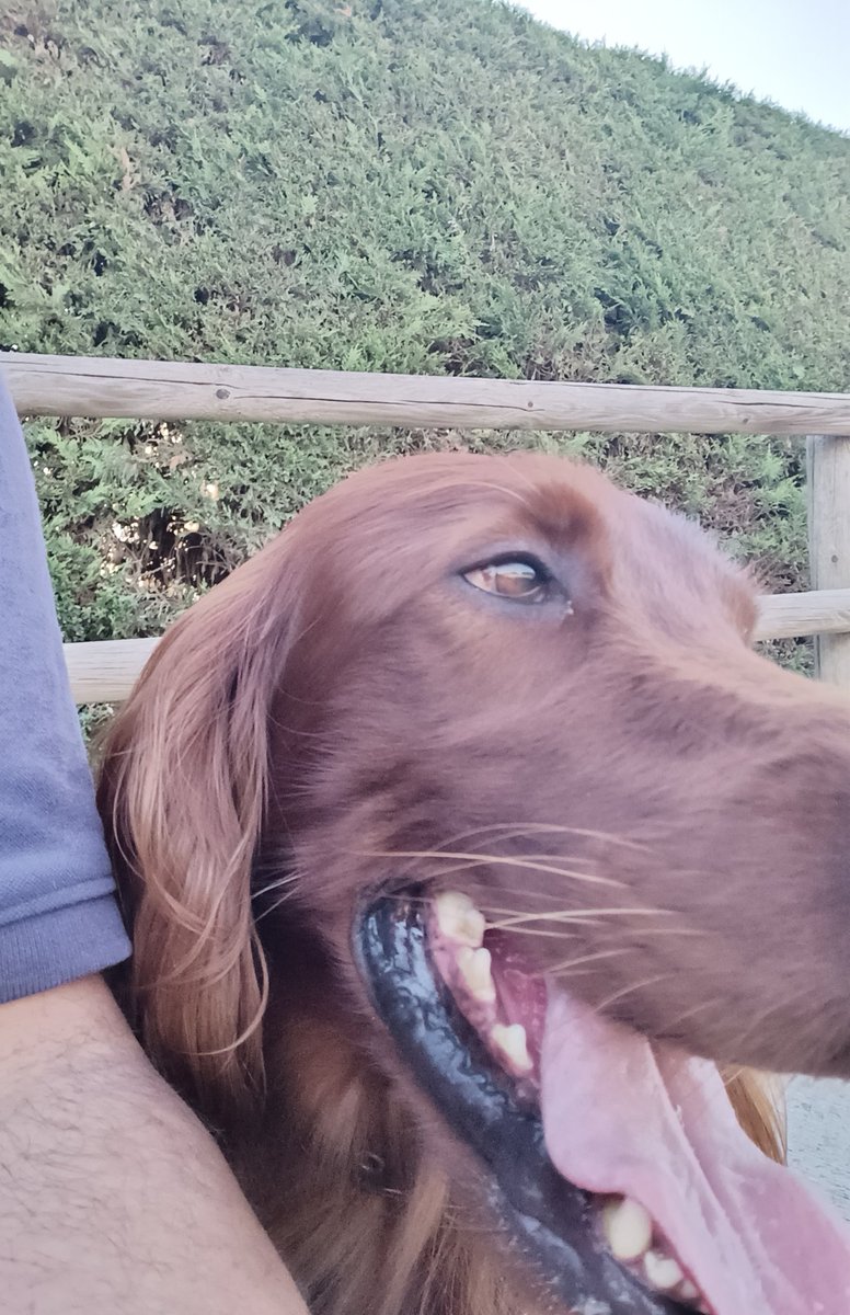 El meu amic pèl roig, fent-me companyia a la fresca. #vilafrancadelpenedes