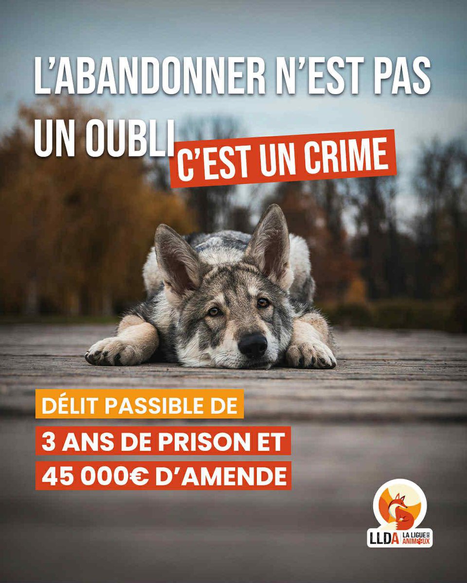 Chaque été, des milliers d’animaux se retrouvent seuls, trahis par ceux en qui ils avaient confiance 💔

Un animal n’est pas un objet qu’on abandonne.

Soyons responsables !

#StopAbandon