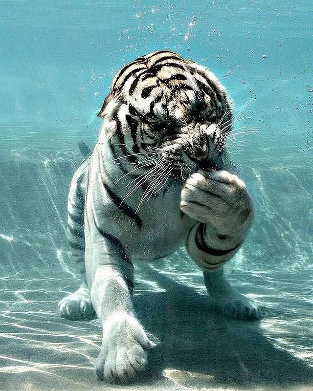 din, a white bengal tiger swimming underwater in his pool at Six Flags Discovery Kingdom