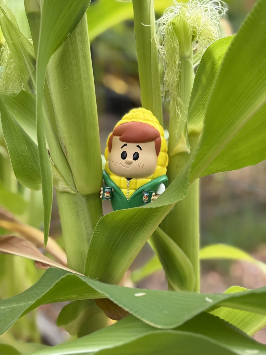 That_BriGuy's tweet image. Happy #FunkoSodaSaturday 

Can-O-Corn Freddy is out working in our veggie garden today. Funko Soda is truly from farm to table! 

#Funko #FreddyFunko #FunkoSoda