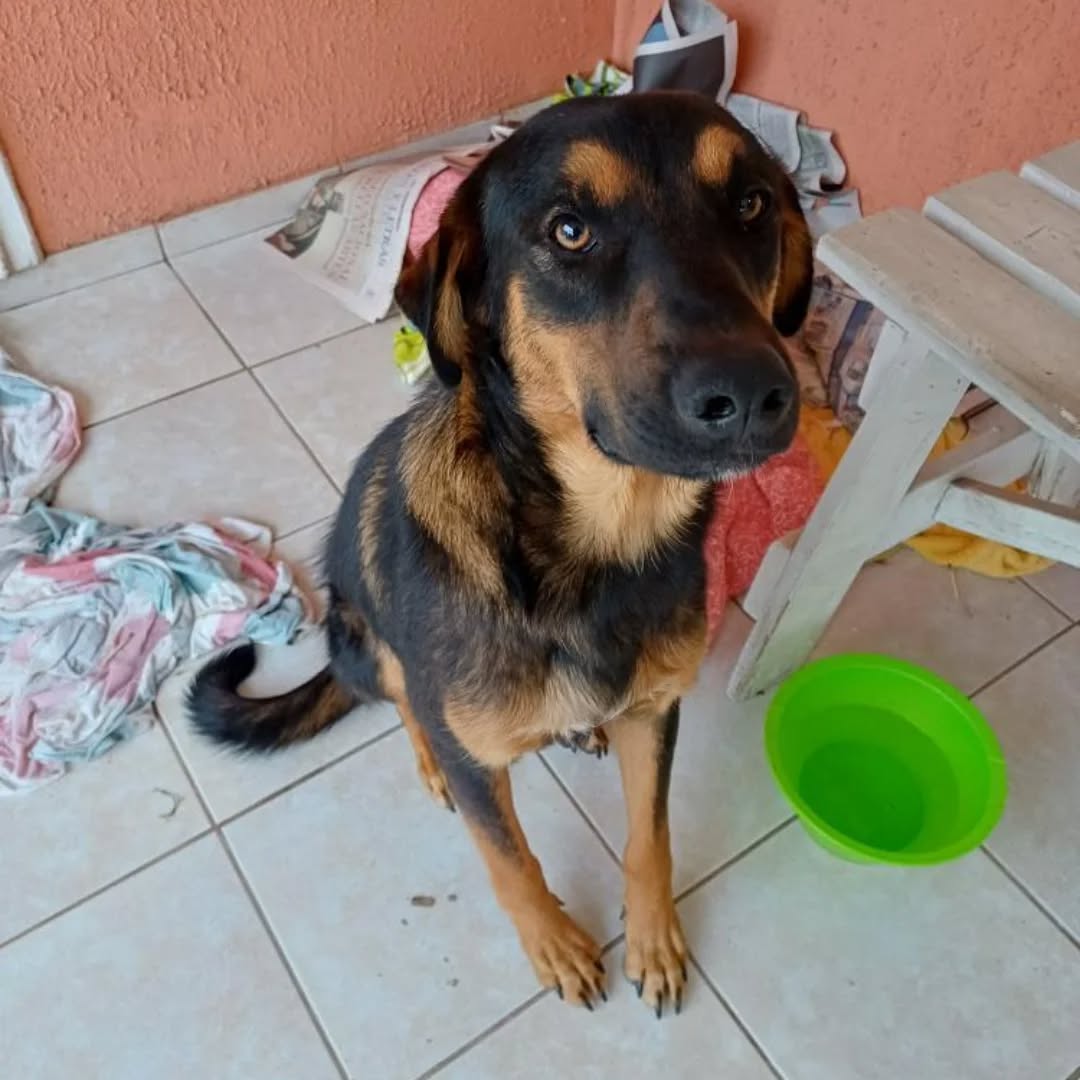 "En La Calera, antenoche, andaba este perrito deambulando todo mojado. Se ve bien, así que supongo que puede estar perdido. Si lo reconoces o deseas adoptarlo, llámame al +56988898447. Les agradeceré difundir ya que puedo tenerlo en casa sólo hasta el lunes." Favor RT!
#LaCalera