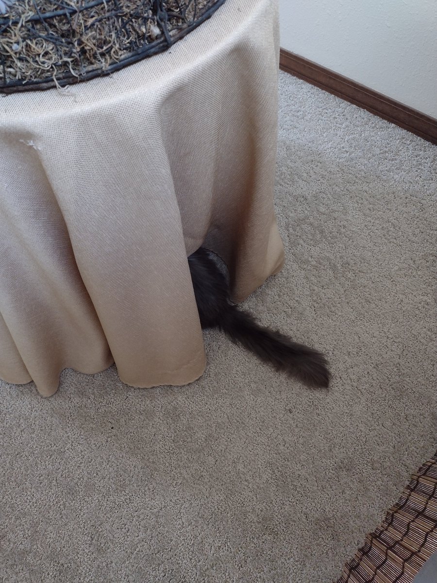 She's not very good at hide &amp; go seek. Silly cat.