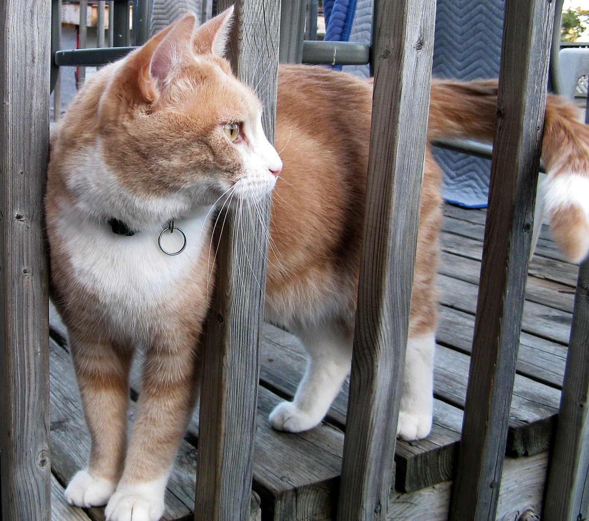 #Caturday
The ever vigilant Teddy ... .. .