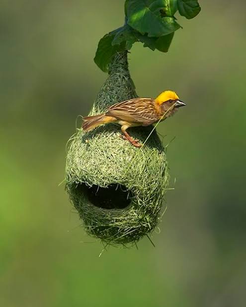 ध्वनियों की होती है 
  कुछ विशेष तरंगें 
  जो तय कर सकती है 
  एक निश्चित दूरी
परंतु 
मौन गूंज सकता है 
  अनंत के उस पार तक 🌹🌹🌹

शुभ रात्रि 🙏🏻🙏🏻🥰