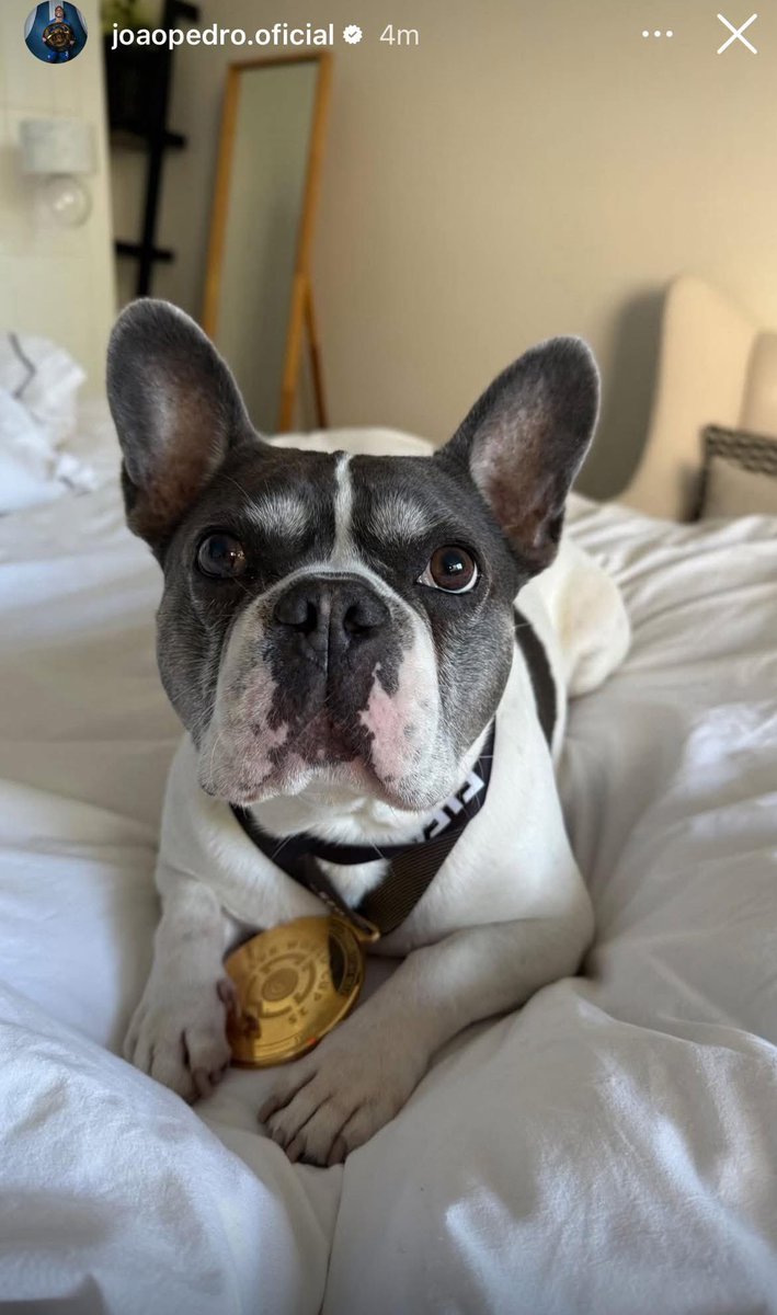 Joao Pedro dog with the World Cup medal 

Even dog have first Whole Arsenal team touch World Cup medal 

A Thread