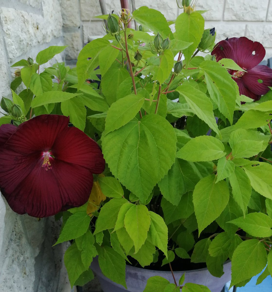 Les fleurs ont décidé enfin de s'ouvrir aujourd'hui.
Bonne soirée