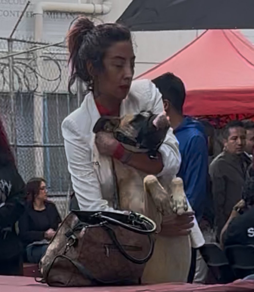 La Agencia de Atención Animal trató de justificar que su titular otra vez maltrató a uno de sus perros.

Culpabilizaron a la perra por estresarse en un lugar concurrido.

Siendo que Villagrán de forma irresponsable, decidió llevar a un animal con ansiedad a un evento público.

A
