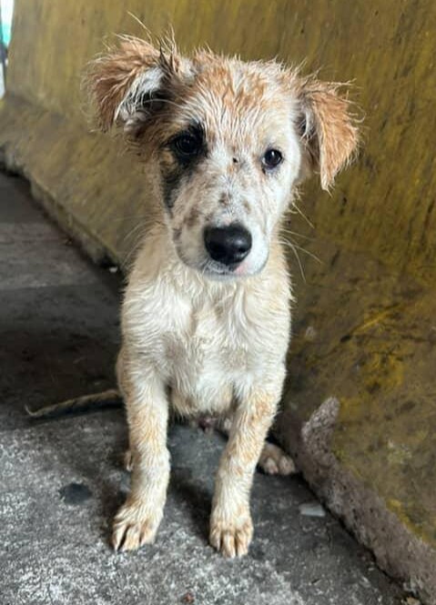 "Cachorrito, de aproximados 4 meses, pasó las lluvias en las calles y se refugió en una empresa en Paine. Necesitamos, urgente, un HT u HD pues no puede seguir ahí. Lo trasladadamos a cualquier lugar de la región. Si deseas adoptarlo, comunícate al +56971888167." Favor RT!
#Paine