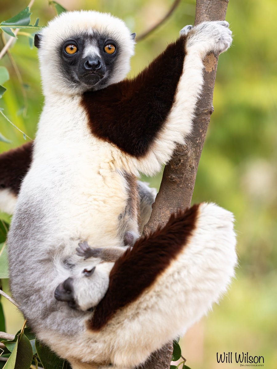 2wsphotography's tweet image. A watchful female Coquerel’s Sifaka and her five day old baby…

📍Lemur’s Park Botanical Gardens, Madagascar.

#Primate #madagascar #lemur #NaturePhotography