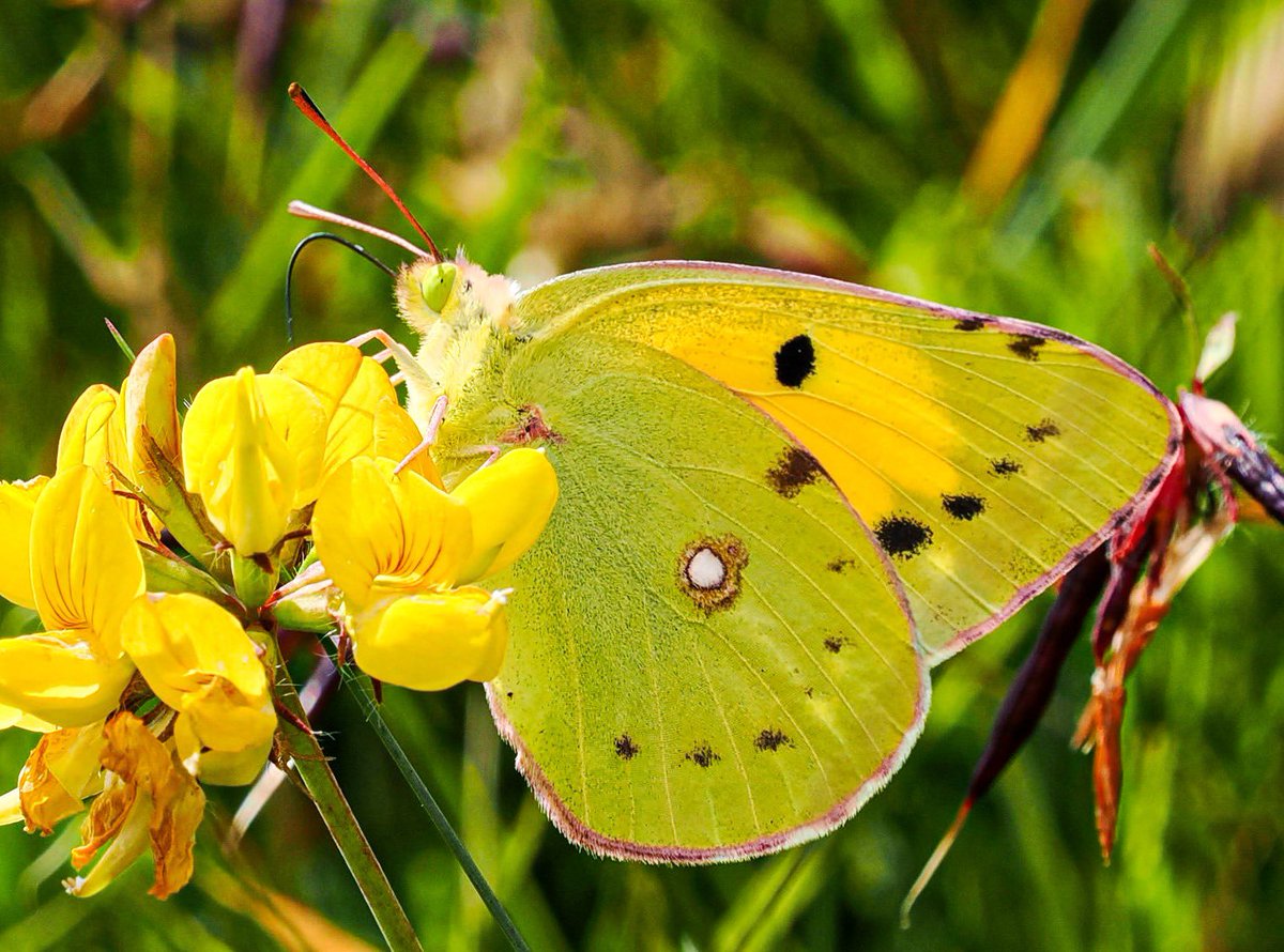 Andrew Thomas (@andrewpbf) on Twitter photo Clouded Yellow sipping nectar from Birds-foot trefoil. First I’ve seen this year in Cornwall. <a href="/savebutterflies/">Butterfly Conservation 🦋</a> <a href="/Cornwall_BC/">Cornwall Butterfly Conservation</a> Clouded Yellow sipping nectar from Birds-foot trefoil. First I’ve seen this year in Cornwall. <a href="/savebutterflies/">Butterfly Conservation 🦋</a> <a href="/Cornwall_BC/">Cornwall Butterfly Conservation</a>