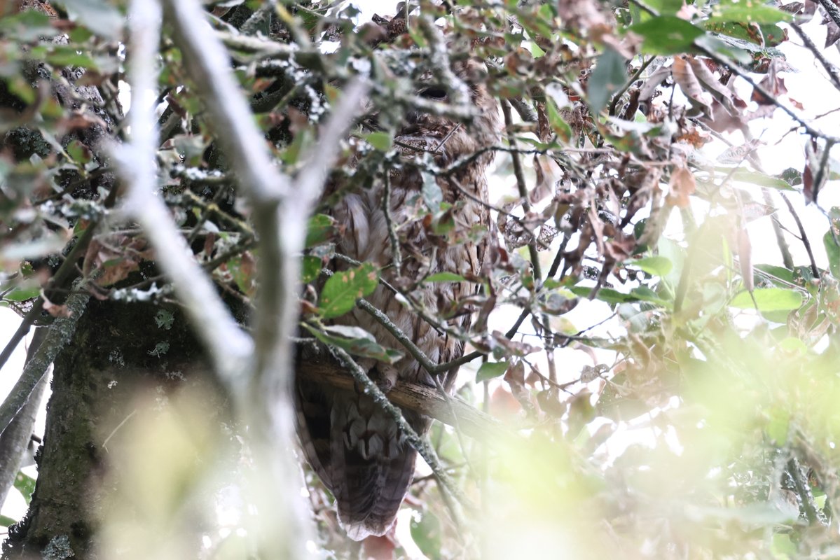 Christopher Teague (@christophertea1) on Twitter photo Not easy to see through the foliage, but the Tawny Owl was roosting in it's usual tree near Stratford Hide, Chew Valley Lake this afternoon. <a href="/bristolbirding/">BristolBirding</a> Not easy to see through the foliage, but the Tawny Owl was roosting in it's usual tree near Stratford Hide, Chew Valley Lake this afternoon. <a href="/bristolbirding/">BristolBirding</a>