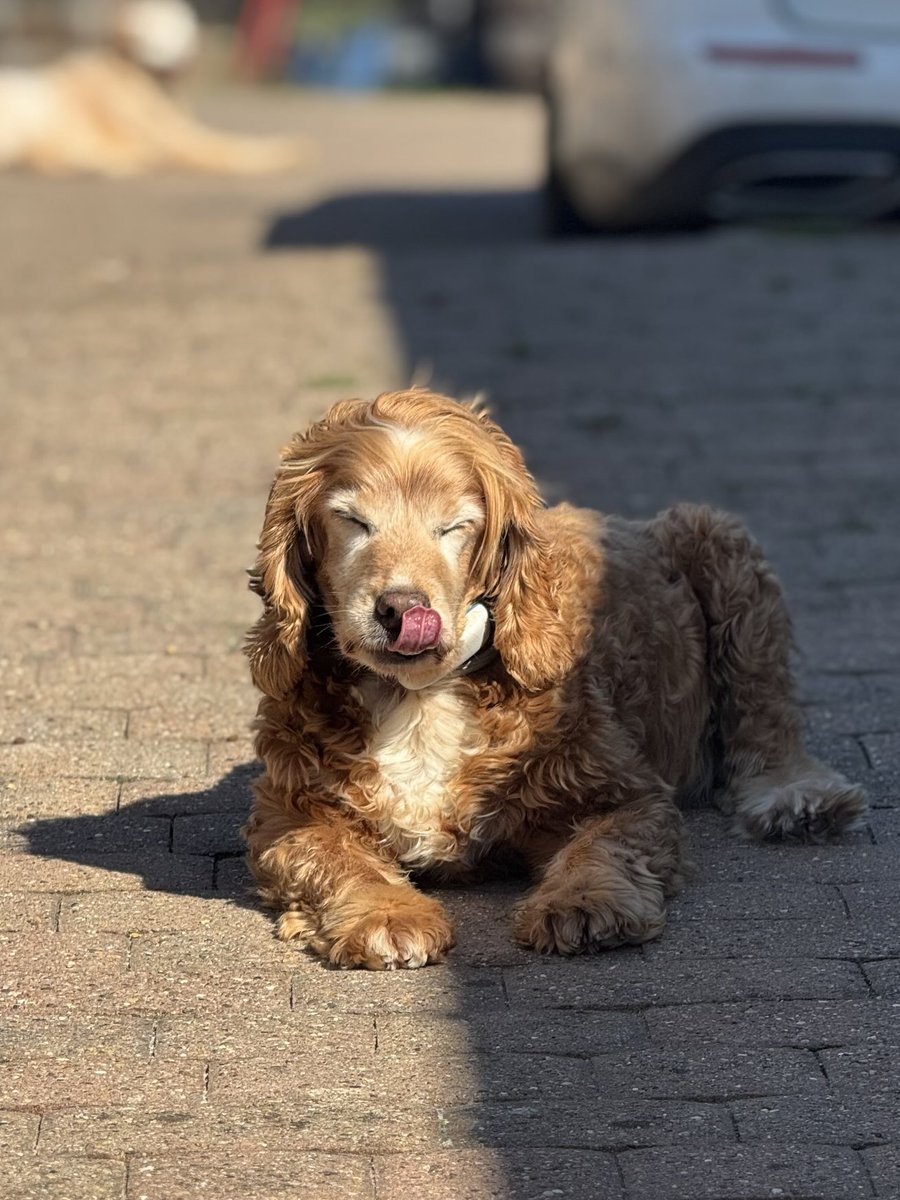 SpanielsSuper's tweet image. Half &amp;amp; half Bat #HalfSun #HalfShade #CantDecide