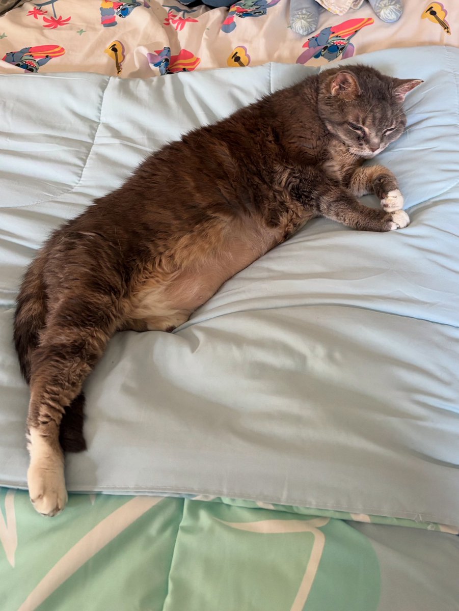 Where I fits, I sits! 😻 Happy #Caturday to all of our friends, both feline and human! #Cats #CatsOfTwitter #AuthorLife