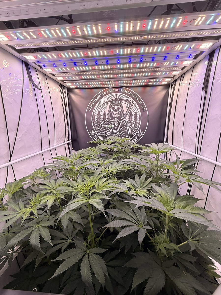 PushnPhosphorus🎄(ISGA) (@pushnphosphorus) on Twitter photo 3 <a href="/Twistedtreeauto/">Twisted Tree Autoflowers</a> nova OGs doing their thing. I’ll be honest I haven’t really paid much attention to them and it seems like the neglect is paying off in good growth. I am gonna put in sub canopy lights and tie them down either before or after I go whip through downtown Portland 3 <a href="/Twistedtreeauto/">Twisted Tree Autoflowers</a> nova OGs doing their thing. I’ll be honest I haven’t really paid much attention to them and it seems like the neglect is paying off in good growth. I am gonna put in sub canopy lights and tie them down either before or after I go whip through downtown Portland