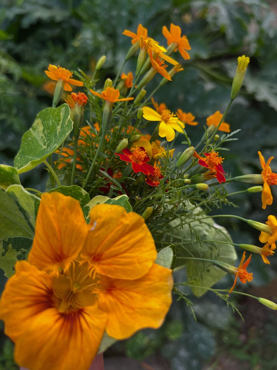 Beautiful flowers that me think of our beautiful film 🌻
#BeKind #diversitymatters