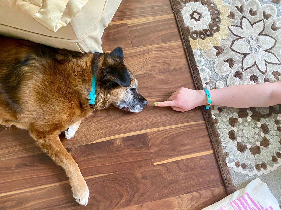 FCollars's tweet photo. Nobody sighs louder than an unemployed, debt-free dog, who spends at least 16 hours a day sleeping.π€£
#friendshipcollar #love #fashion #photooftheday #beautiful #photography #fashion #happy #matching #petcollar #picoftheday #cute #dogs #doglovers #doglife #puppylove #dogcollar https://t.co/yyvngYMC2b