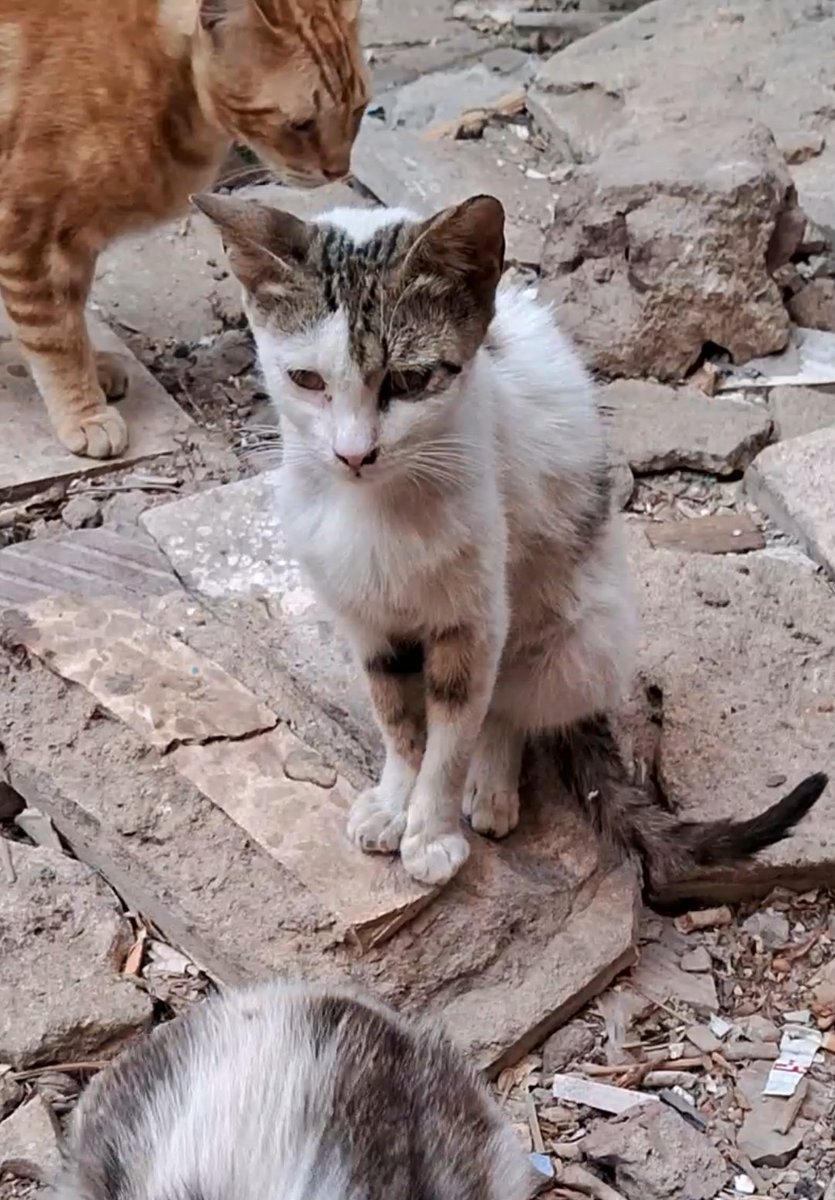 We are losing our health every minute, we will not last long in the face of the tyranny of fam¡ne, the signs of emaciation and disease have became clear on all of us, we will not surv¡ve while we eat only bread and water especially children who desperately need nutrients but we