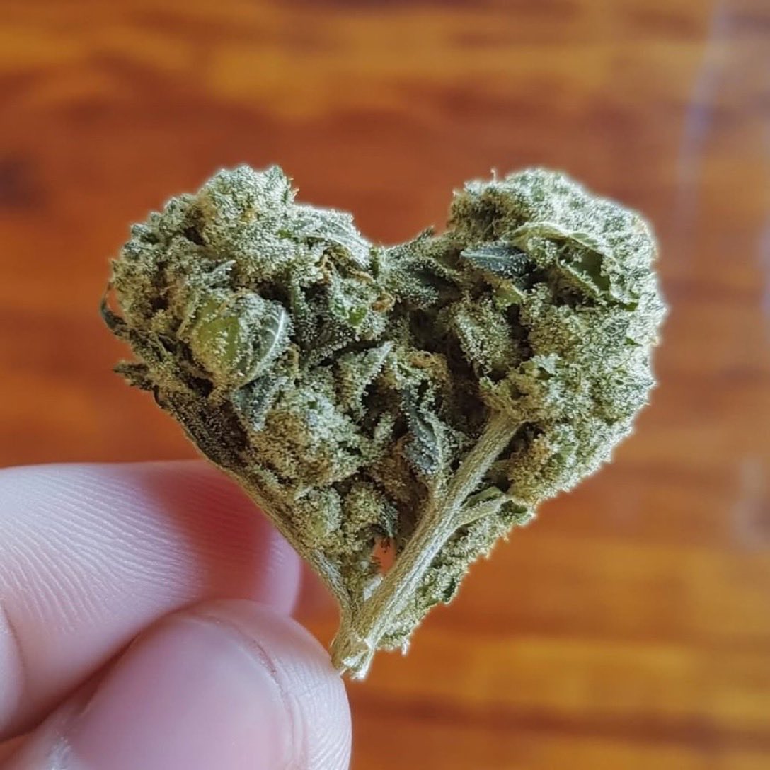 Stoner Barbie (@stonersvilla) on Twitter photo 