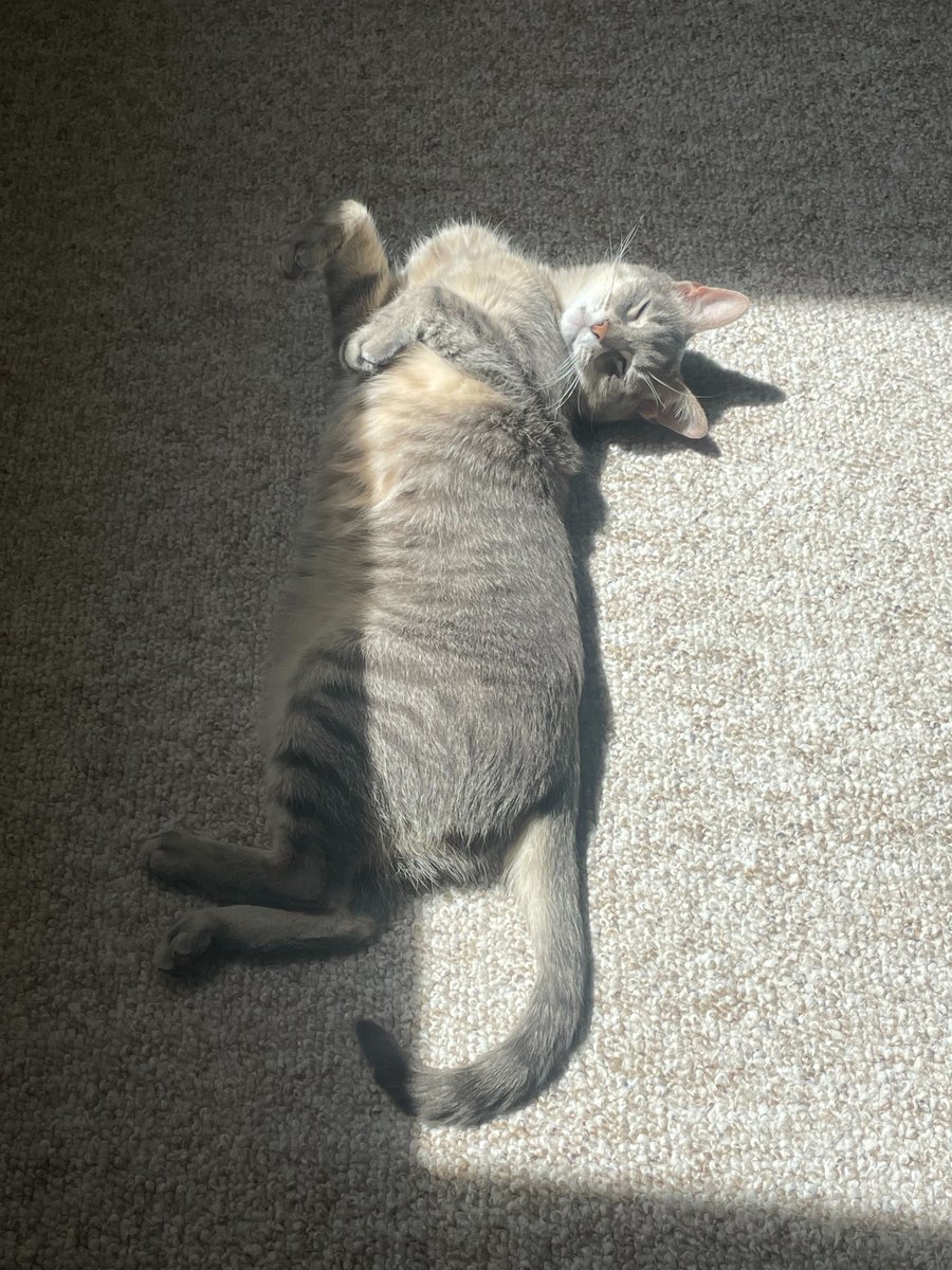 DogsOfKFF tweet media