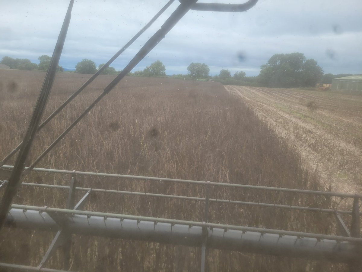 Into the winter beans in the first week of August! It's a really strange year. I'll try to get them in the shed before #stormfloris gets here tomorrow evening
