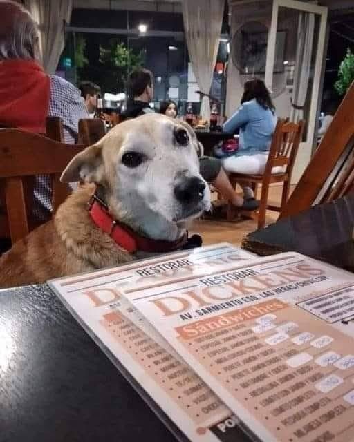 In Argentina, there's a restaurant called Restobar Dickens, with a sign saying:
"We ask all our customers with all our hearts not to be upset by the number of stray dogs that may be in the restaurant.
We are a pet friendly place and we give water, food and lots of love to these