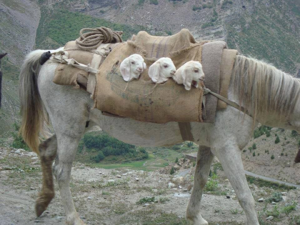 newborns riding a horse