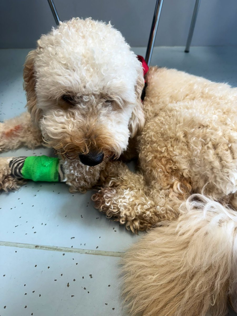 TishBein tweet media