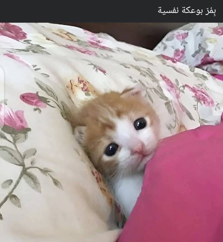 ahmed badee (@badee22700) on Twitter photo 