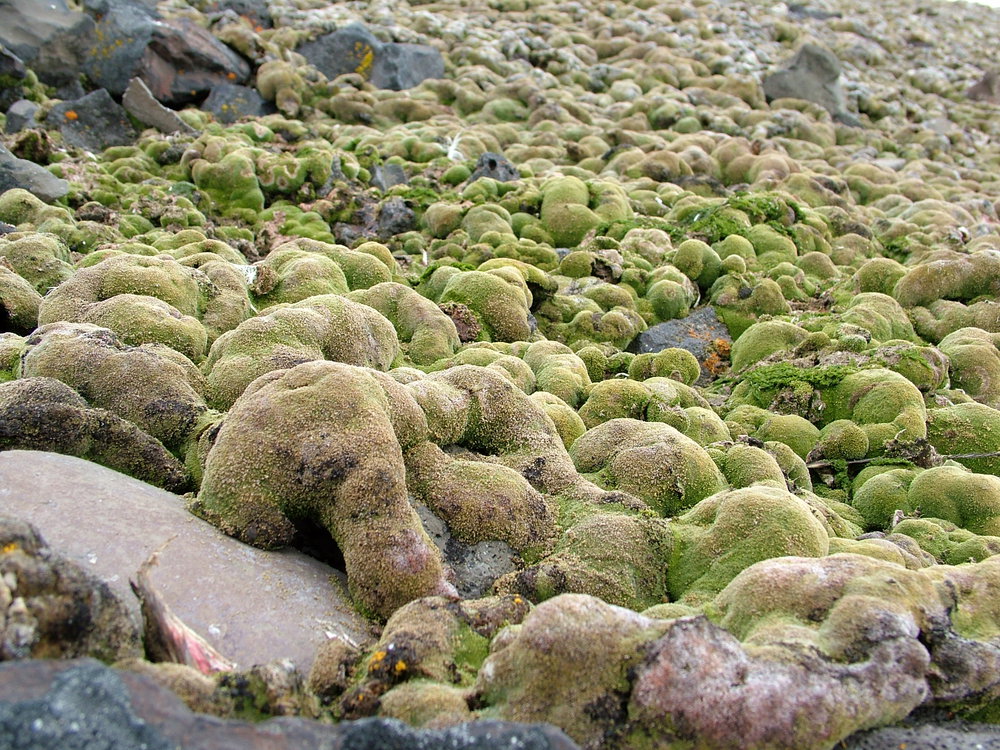 Your first thought when you hear "Antarctica" is probably ice or penguins.
Did you know there's lichen and moss all around the continent?
These floras have uniquely adapted to thrive in the cold, dry, and bright environment, including the ability to photosynthesize at sub-zero.