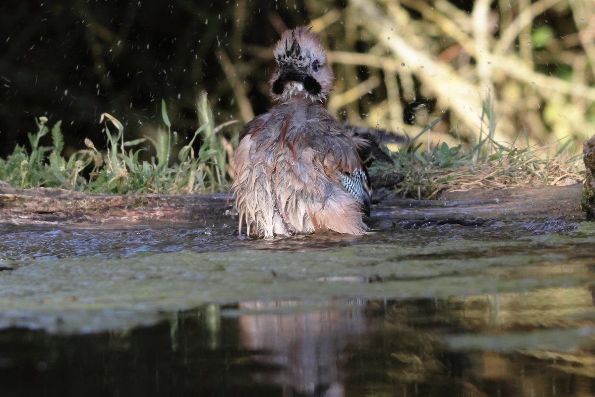 Roberta 💙 (@robertabirder) on Twitter photo Not yet on the #Hungary list for #BirdsSeenIn2025, here's a few shots of Eurasian Jays. In the extreme heat in the Kiskunsag National Park in June, they often came to the drinking pools.
<a href="/Float_photo/">Float_photographies |Stand Up for Science|</a>
<a href="/Britnatureguide/">The British Nature Guide</a> Not yet on the #Hungary list for #BirdsSeenIn2025, here's a few shots of Eurasian Jays. In the extreme heat in the Kiskunsag National Park in June, they often came to the drinking pools.
<a href="/Float_photo/">Float_photographies |Stand Up for Science|</a>
<a href="/Britnatureguide/">The British Nature Guide</a>