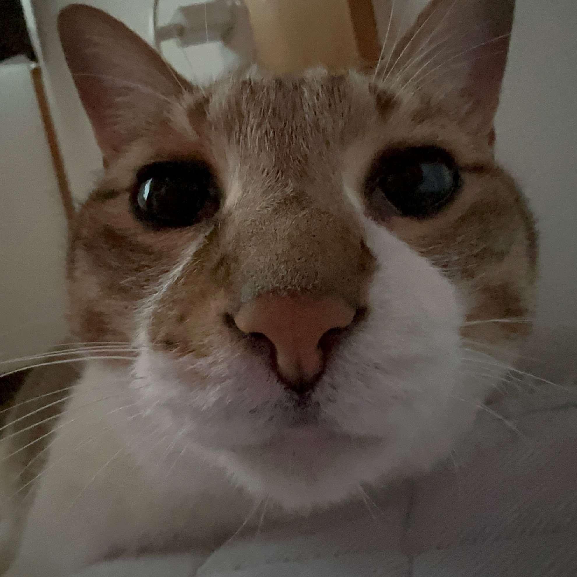 猫好 もるきち on X: 