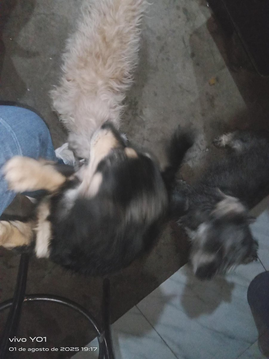Seguro reconocen la 1a foto. Una ex empleada la circuló con mala fe para generar caos. Los perritos tienen hogar temporal desde hace tiempo y no pueden ser dados en adopción por un proceso interno ya q una persona afirma ser dueña de los mismos. Están felices con su cuidadora.