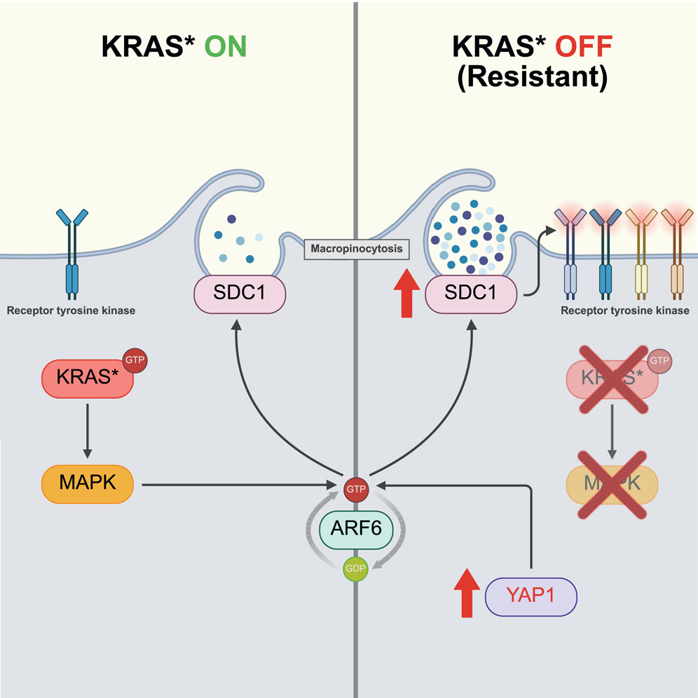 #ScienceSaturday

❓ Why do some gastrointestinal cancers become resistant to KRAS-targeted therapies?

➡️ A new study in Cell Reports Medicine shows that cancer cells can bypass KRAS inhibition by switching on a protein called syndecan-1 (SDC1), which helps them keep growing.