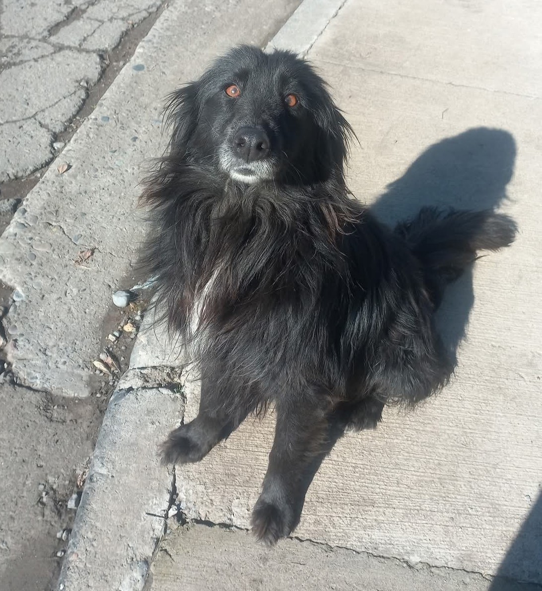 "Esta linda perrita fue abandonada y hoy vive en la calle con hambre, sed y frío. Tiene 3 añitos y es de tamaño cocker. Se encuentra esterilizada y desparasitada. Es muy cariñosa y agradecida. Si deseas darle un hogar de verdad, comunícate al +56936706999." Favor RT!
#Santiago