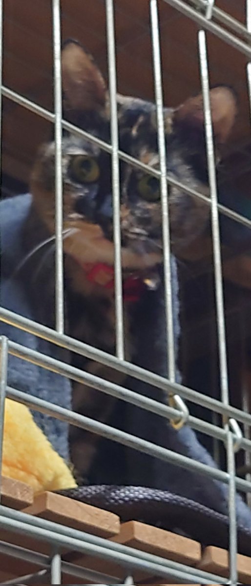 12Chiyocyan's tweet photo. うちのニャン…ブランケット被って寢んねしてたのに、私がドライヤー使いだしたらこの顔で、ガン見してた😅💦 https://t.co/BQRhhh7Ybf