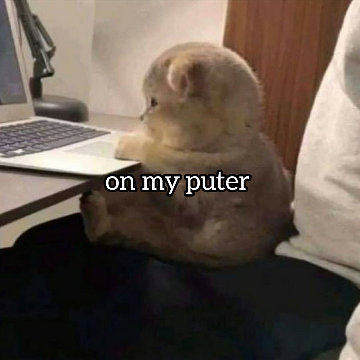 Punch Cat (@punchingcat) on Twitter photo 