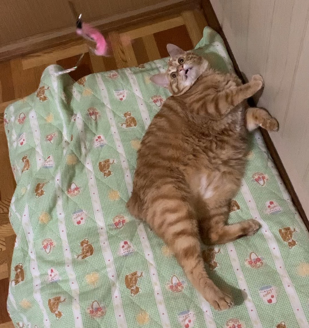 猫じゃらし様♡ありがとうございます♡ 猫じゃらし on X: 