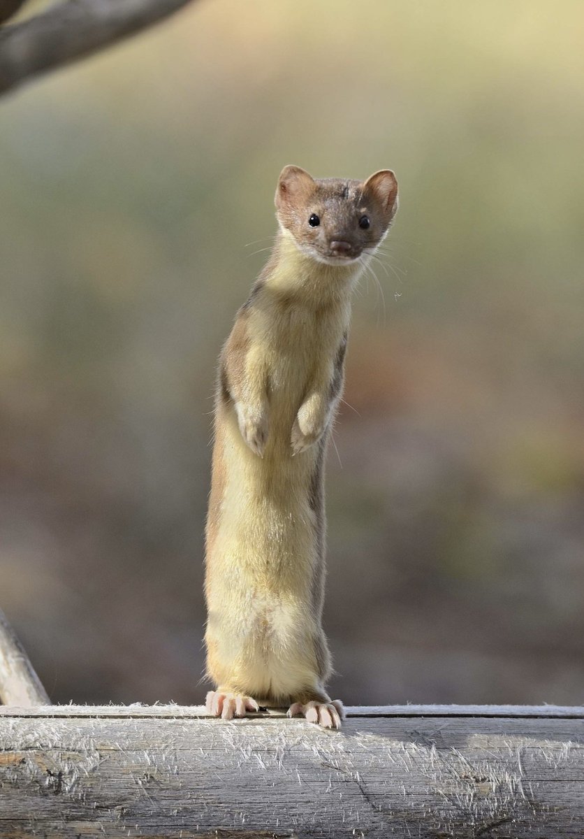 Spot the difference. Expert level