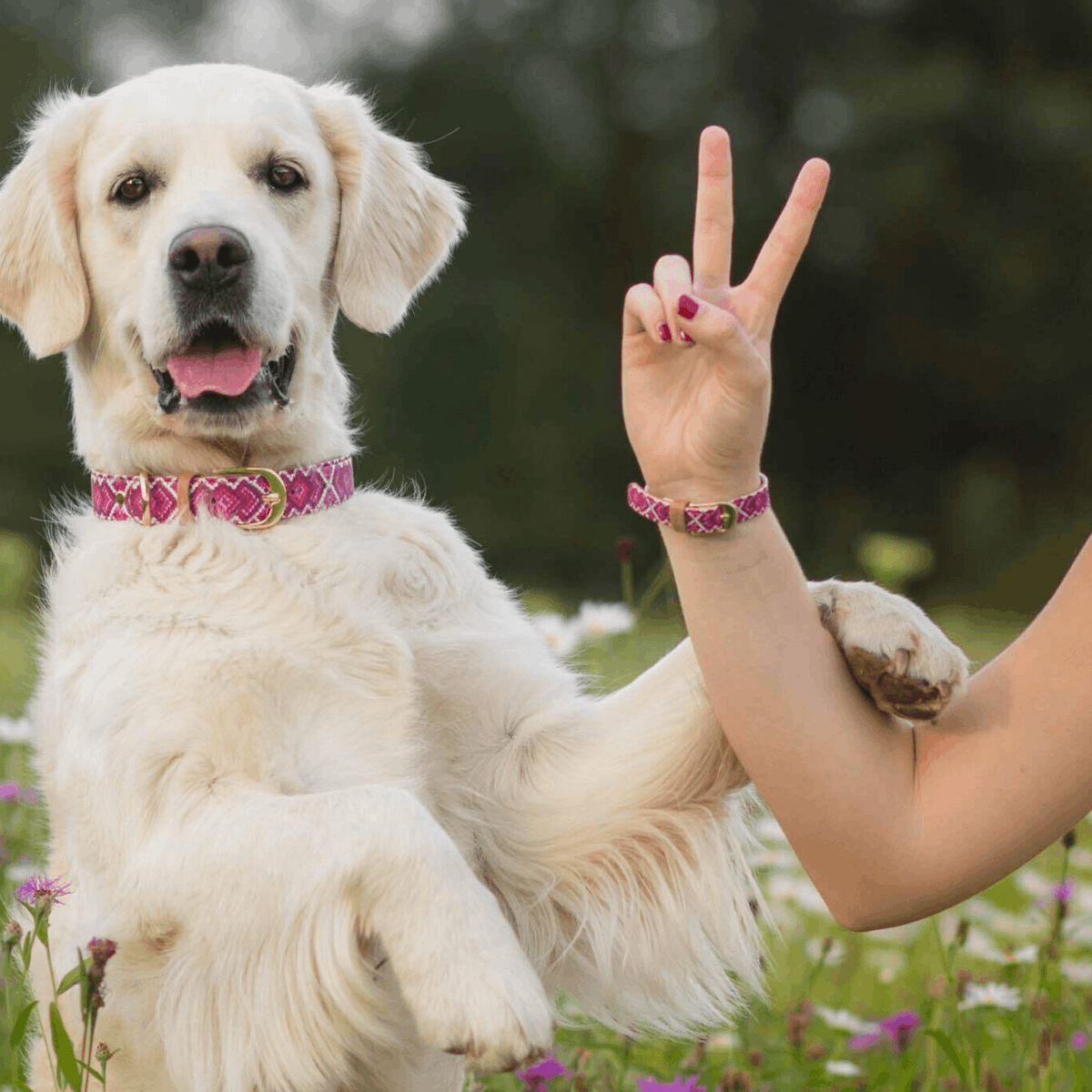 FCollars's tweet image. 📸 Picture paw-fect! Capture your adorable moments with your dog in our matching collar sets. Don&apos;t forget to tag us! #DogPhotography #PetPics #MatchingMagic
