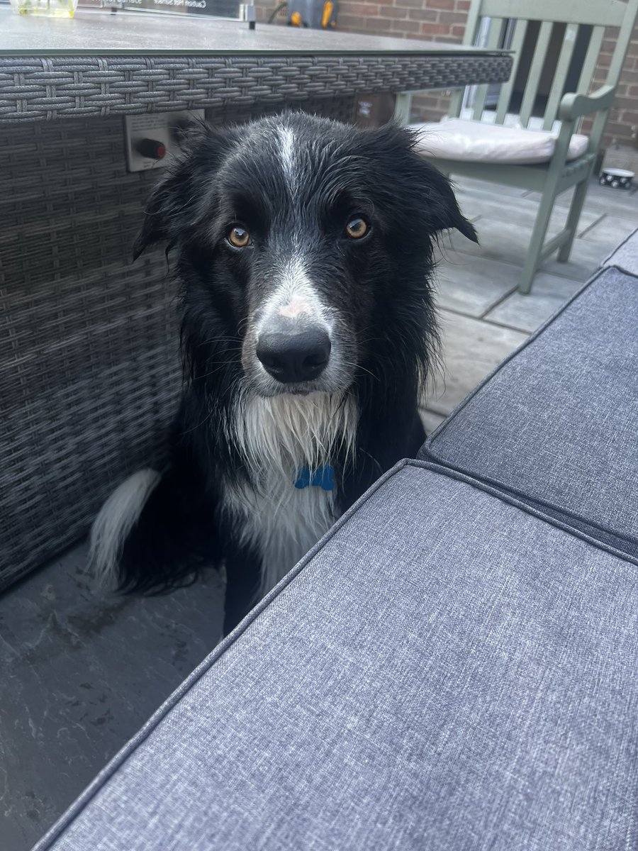 Wet Dexter, loves chasing the hose
