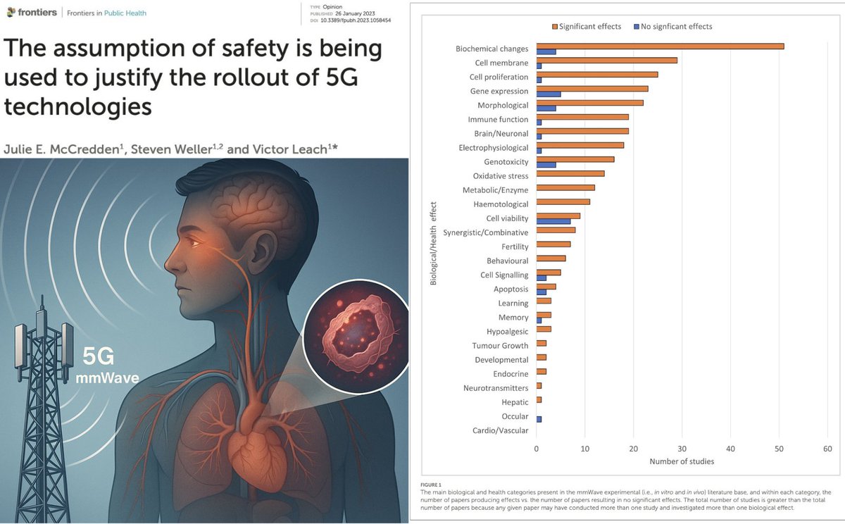 NicHulscher's tweet photo. 🚨 STUDY: 5G Linked to Significant Biological Harm Across Multiple Organ Systems
Despite growing evidence of biological impacts, 5G and other wireless technologies continue to be deployed worldwide 👇
⚠️ Oxidative Stress & Potential Genotoxic Effects
📌 mmWave exposure is consistently linked to increased reactive oxygen species (ROS), driving cellular stress, inflammation, and potential tissue damage.
📌 Some studies report genotoxic signals (possible DNA damage), but findings require replication before conclusions can be drawn.
⚠️ Immune, Neurological & Sensory System Changes
📌 Research shows 5G radiation can alter immune function, raising concerns about immune dysregulation.
📌 Changes in neuronal activity suggest possible effects on cognition and neurological health.
📌 Skin and eyes — the primary mmWave targets — may be more vulnerable than claimed, with sweat gland ducts potentially acting as antennas for deeper penetration.
⚠️ Regulatory Gaps & Industry Influence
📌 ICNIRP safety limits address only heating, ignoring non‑thermal biological effects.
📌 Independent studies more often find effects; industry‑funded research disproportionately reports “no effect.”
⚠️ Flawed Safety Reviews & Lack of Real‑World Testing
📌 Many studies use simulated signals, failing to capture real‑world 5G pulsing, modulation, and cumulative exposure patterns.
📌 Logical fallacies — including faulty analogies and appeals to ignorance — are used to reassure the public without addressing real risks.
📌 No long‑term human safety data exists, yet 5G continues its global rollout.