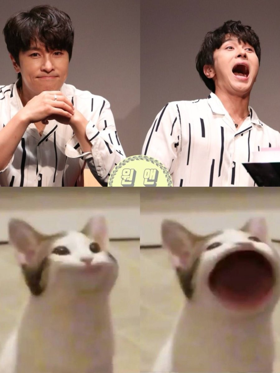 어? 팝캣동완이