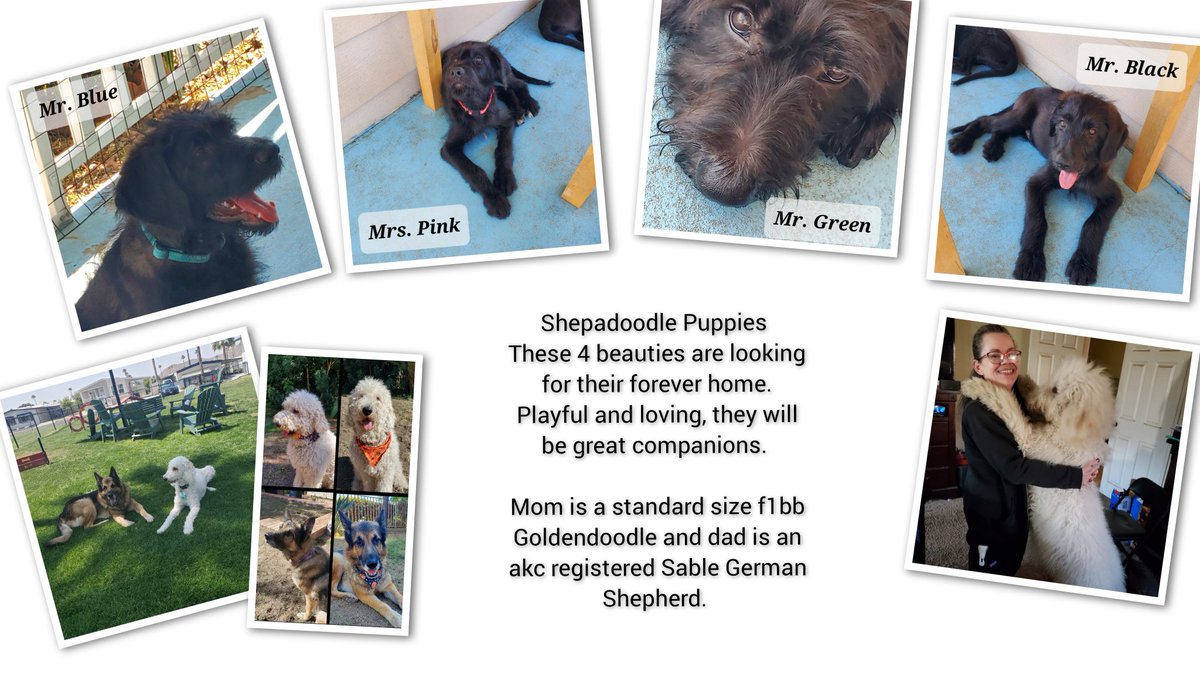 JavaShawna's tweet image. Looking fir #forever homes for these beautiful puppies.  #Shepadoodle puppies are the sweetest. Loving and playful, they will be great companions. 12 weeks as of July 30th. We are in #SouthernCalifornia @realDonaldTrump I would love to gift you one of these beauties.