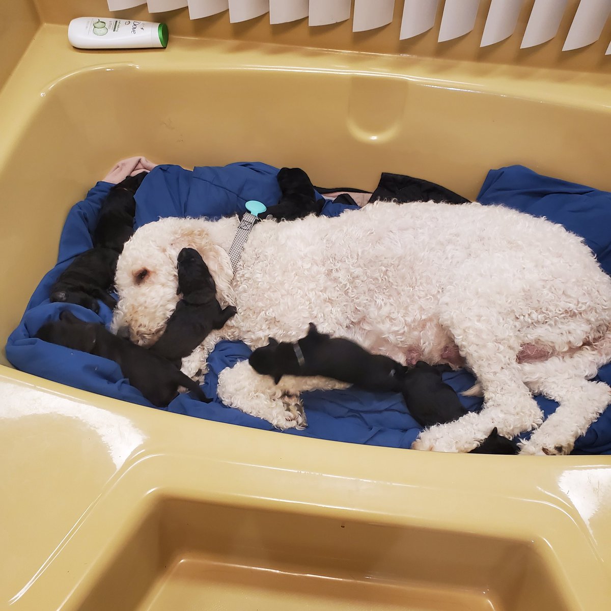 JavaShawna's tweet image. Looking fir #forever homes for these beautiful puppies.  #Shepadoodle puppies are the sweetest. Loving and playful, they will be great companions. 12 weeks as of July 30th. We are in #SouthernCalifornia @realDonaldTrump I would love to gift you one of these beauties.