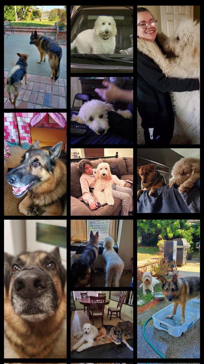 JavaShawna's tweet image. Looking fir #forever homes for these beautiful puppies.  #Shepadoodle puppies are the sweetest. Loving and playful, they will be great companions. 12 weeks as of July 30th. We are in #SouthernCalifornia @realDonaldTrump I would love to gift you one of these beauties.