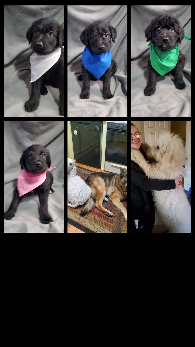 JavaShawna's tweet image. Looking fir #forever homes for these beautiful puppies.  #Shepadoodle puppies are the sweetest. Loving and playful, they will be great companions. 12 weeks as of July 30th. We are in #SouthernCalifornia @realDonaldTrump I would love to gift you one of these beauties.