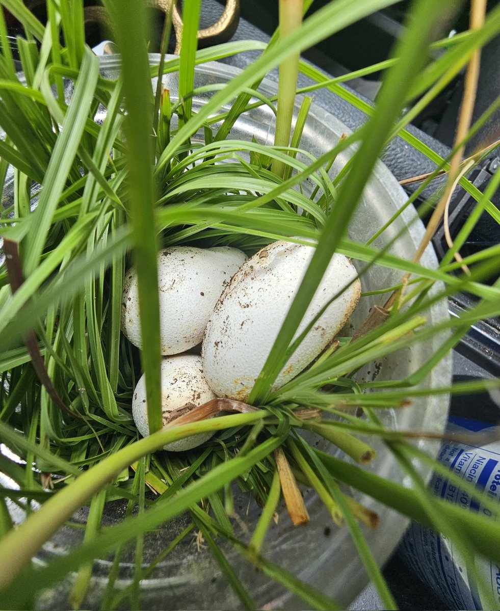 Snake eggs!!